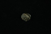 藏品(小石蜑螺)的圖片